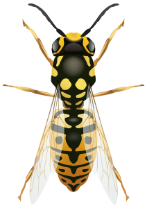 Wasp PNG-74643